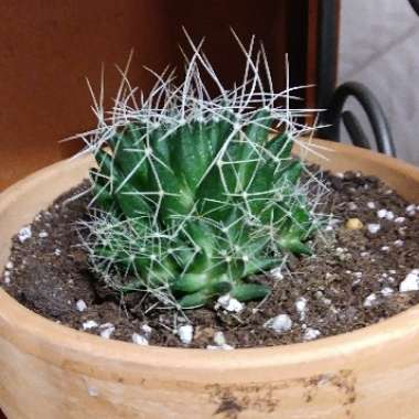 Mammillaria decipiens 'Camptotricha' syn. Mammillaria decipiens subsp. camptotricha, Mammillaria camptotricha