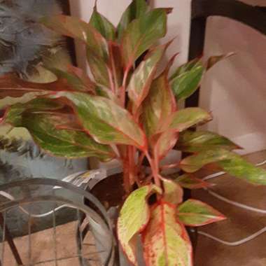 Aglaonema 'Crete'