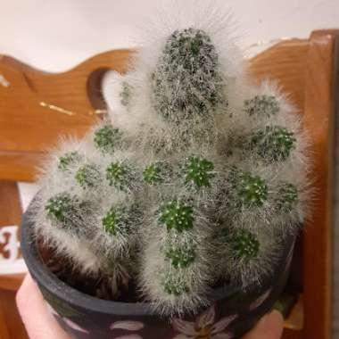 Mammillaria bocasana