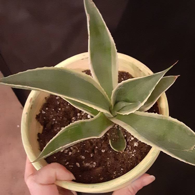 Plant image Agave Celsii Multicolour