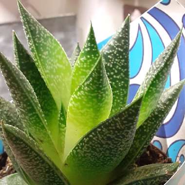 x Gasteraloe 'Flow'