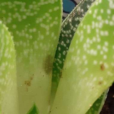 x Gasteraloe 'Flow'