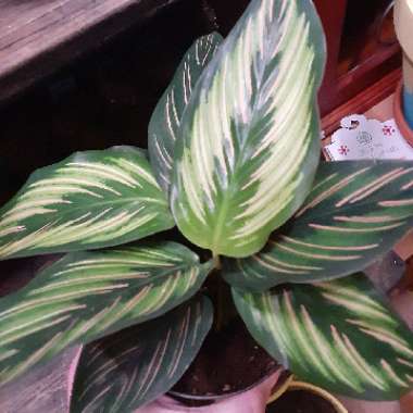 Calathea Ornata syn. Calathea Ornata 'Sanderiana' syn. Goeppertia majestica 'Sanderiana'