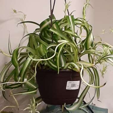 Chlorophytum comosum 'Bonnie'