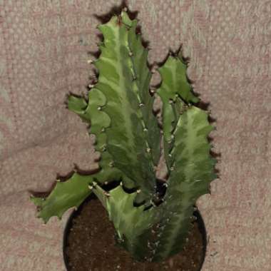 Euphorbia lactea variegata 'Bones'