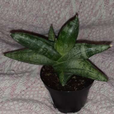 Sansevieria cylindrica 'Boncel'