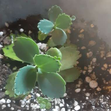 Kalanchoe laetivirens