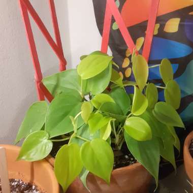 Philodendron hederaceum 'Aureum' syn. Philodendron hederaceum 'Lemon Lime', Philodendron hederaceum 'Neon'