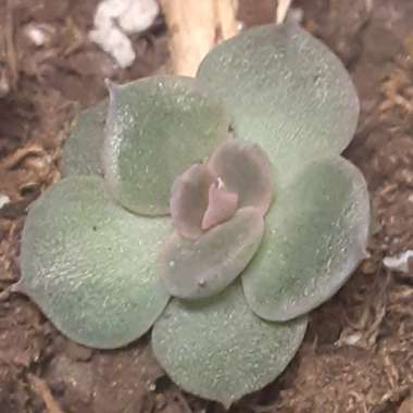 Echeveria Black Prince