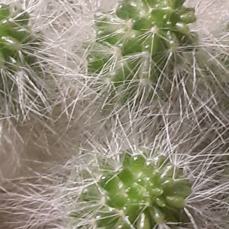 Plant image Mammillaria bocasana