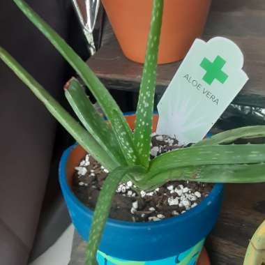 Aloe Vera