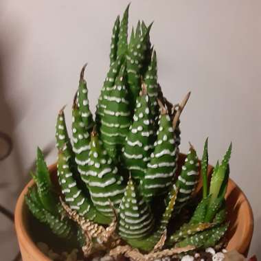 Haworthia Coarctata