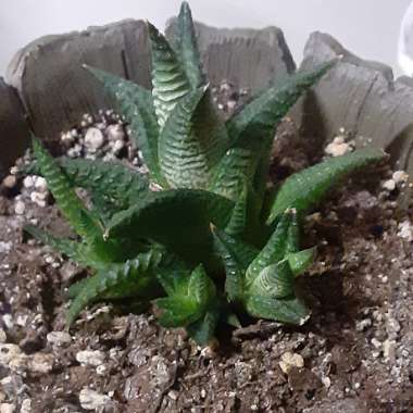 Haworthiopsis limifolia syn. Haworthia limifolia