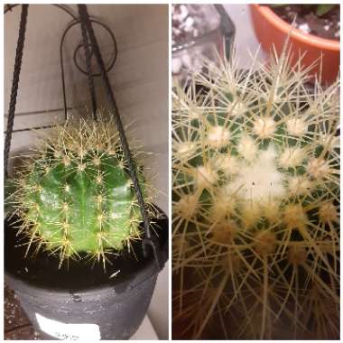 Echinocactus Grusonii