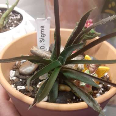 Gasteria D.sigma