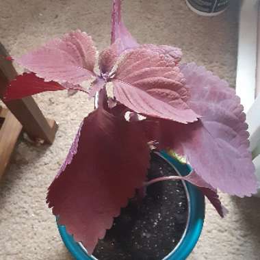 Plectranthus scutellarioides 'Redhead'