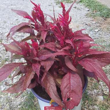 Celosia argentea var. cristata (Plumosa Group) 'Dragon's Breath'