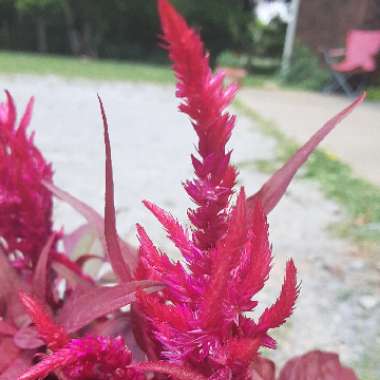 Celosia argentea var. cristata (Plumosa Group) 'Dragon's Breath'