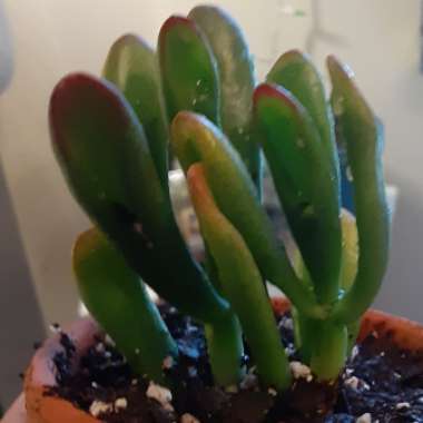 Crassula ovata 'Gollum'