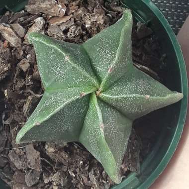 Astrophytum myriostigma