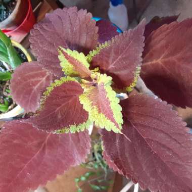 Plectranthus scutellarioides 'Redhead'