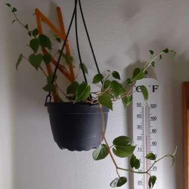 Peperomia scandens