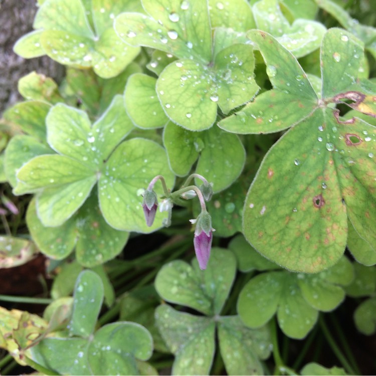 Plant image Oxalis articulata 'Liah'