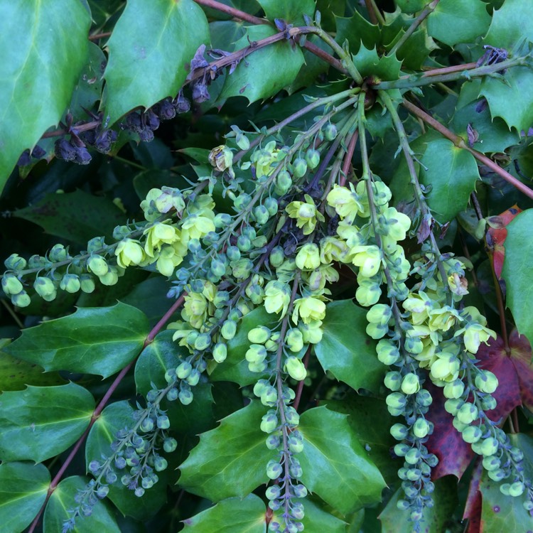 Plant image Mahonia japonica 'Bealei'