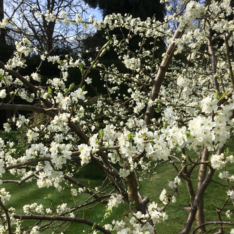 Prunus domestica 'Victoria', Plum 'Victoria' - uploaded by @rosegarden3