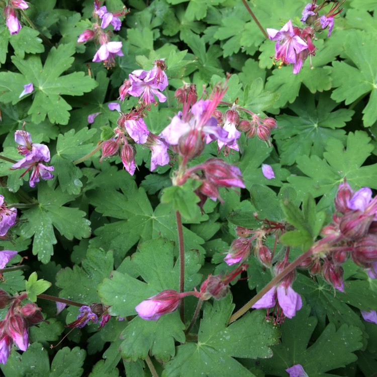 Plant image Geranium macrorrhizum 'Spessart'