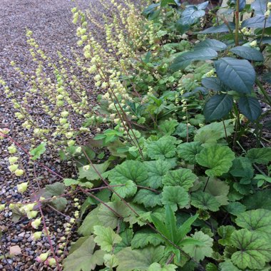 Heuchera