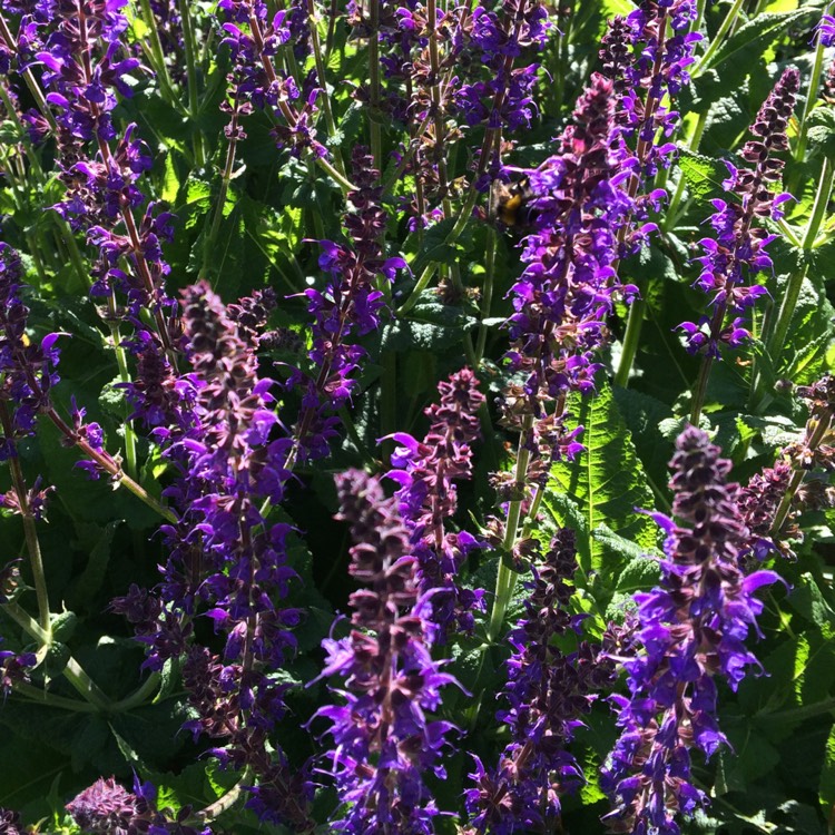 Plant image Salvia x sylvestris 'Mainacht' syn. Salvia x sylvestris 'May Night'