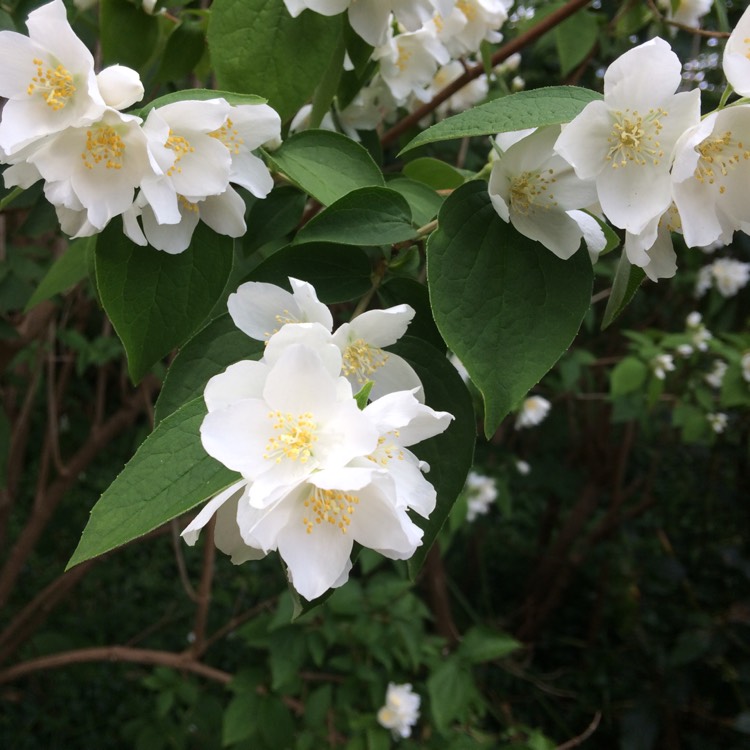 Philadelphus, Mock Orange - uploaded by @rosegarden3