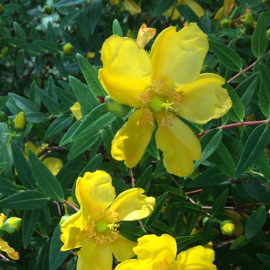 St Johns Wort