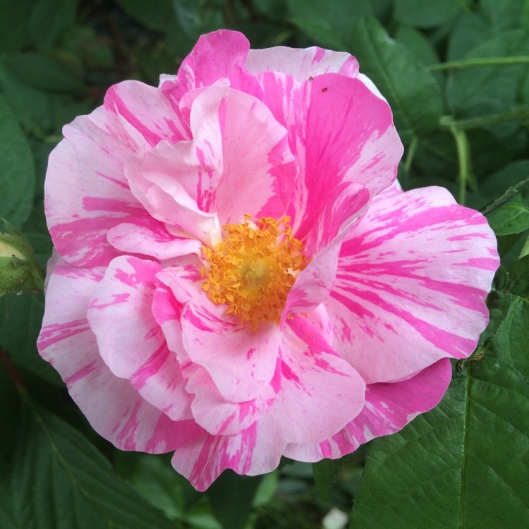 Plant image Rosa gallica 'Versicolor' syn. Rosa mundi, Rosa 'Mundi', Rosa mundi 'Versicolor'