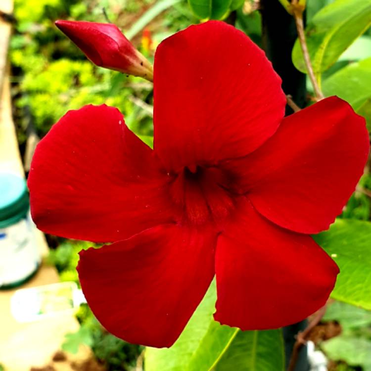 Plant image Mandevilla Sanderi syn. Dipladenia 'Scarlet Pimpernel'