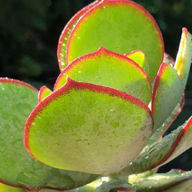 Kalanchoe Synsepala 'Gremlin'