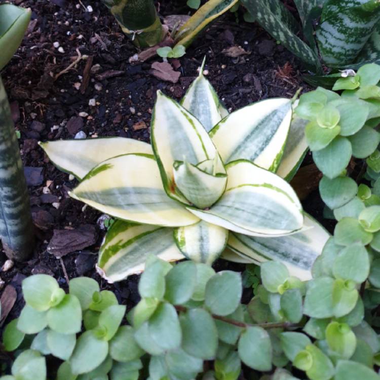 Plant image Sansevieria francisii variegated