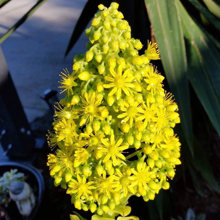 Plant image Aeonium Arboreum Green Rose