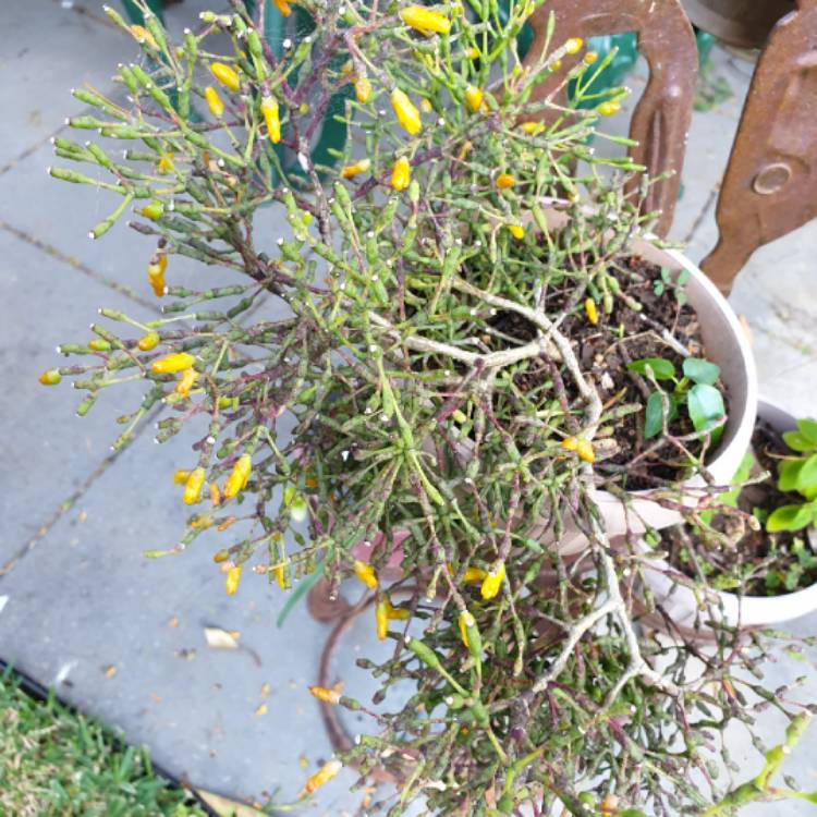 Plant image Rhipsalis Salicornioides