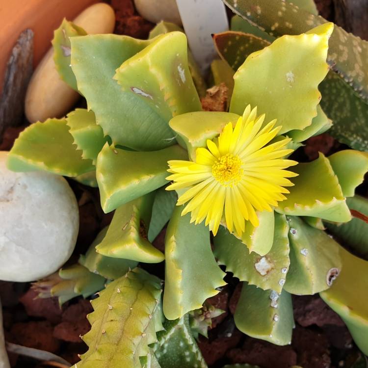 Plant image Faucaria hybrida 'Sea Dragon'