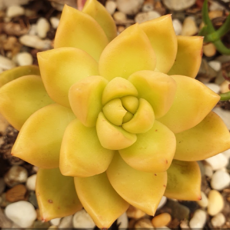 Plant image Sedum Golden Glow