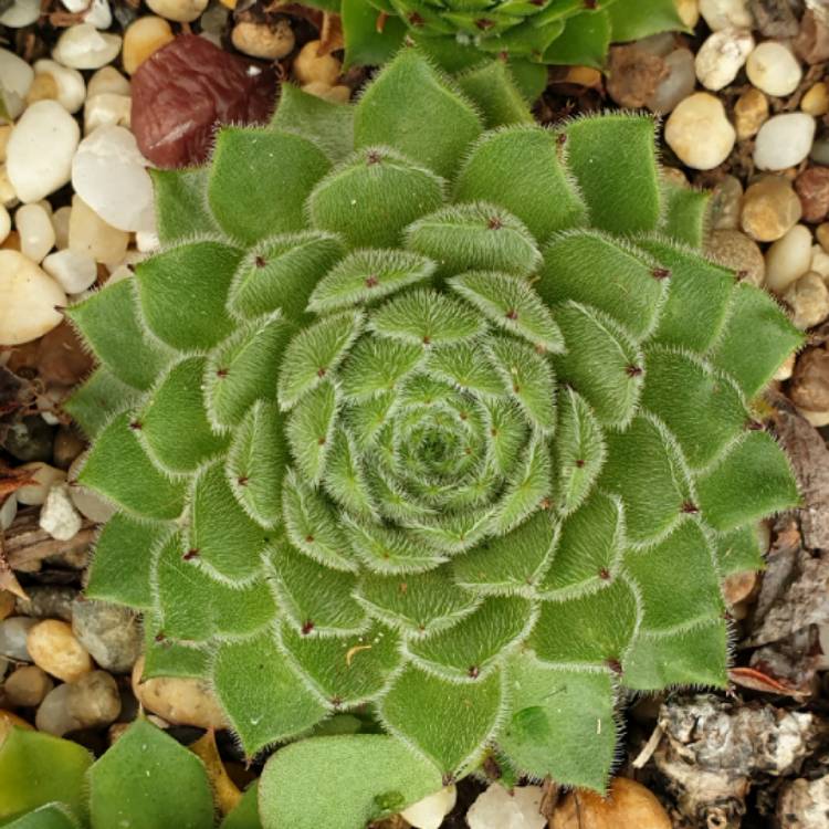 Plant image Sempervivum Emmchen