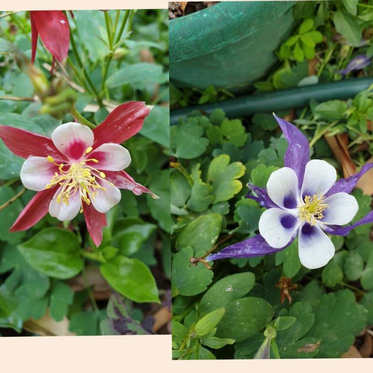 Plant image Aquilegia 'Red Hobbit'