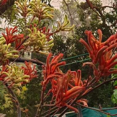 Anigozanthos 'Bush Inferno'