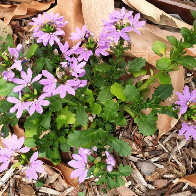 Plant image Scaevola aemula 'Saphira'