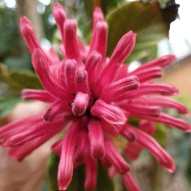 Justicia carnea