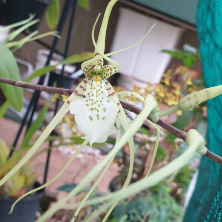 Plant image Brassia verrucosa