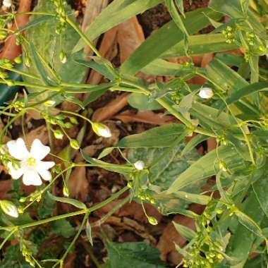 Gypsophila elegans