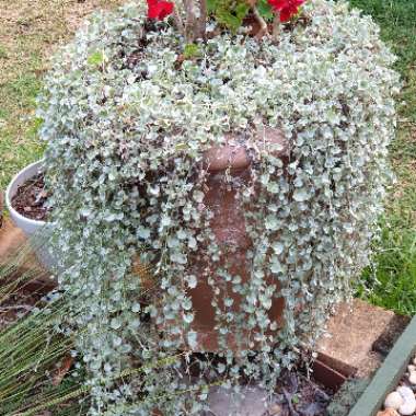 Dichondra argentea 'Silver Falls'